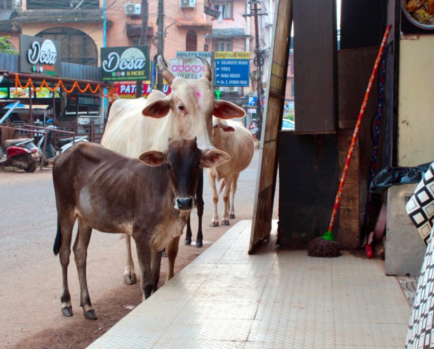 Intian pyhä lehma ja kulkukarja