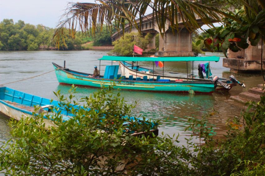 Mika on mangrovemetsa