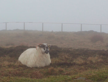 Patikointimatka Irlannin upeissa luontokohteissa
