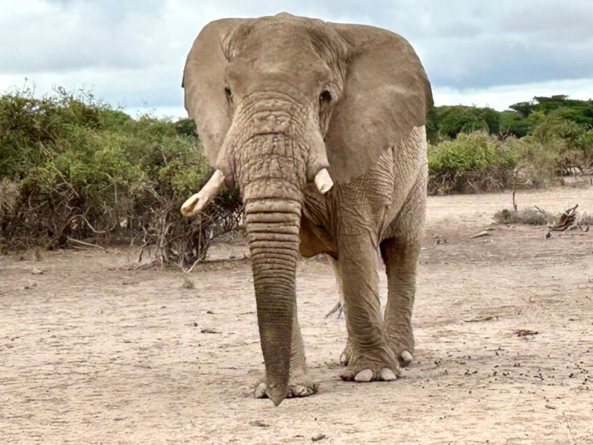 kokemuksia Serengetista